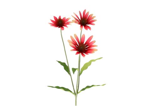 Echinacea x3 L70cm
