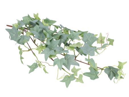 Efeubusch Englisch L40cm  Frost   