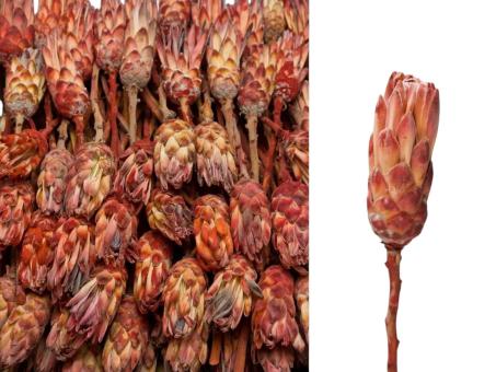 Protea Compacta natur-rosa  D5/H10-12/L25-30cm