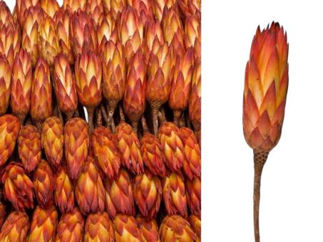 Protea Repens extra natur-rot
  D5/H10-12/L25-30cm