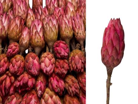 Protea Repens extra brombeer  D5/H10-12/L25-30cm