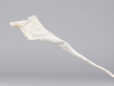 Kelp gebleicht   L60-80cm