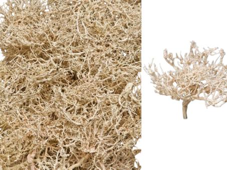 Dry Bush gebleicht 