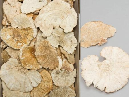 Baumschwämme extra gebleicht 2kg B15-20H10-15cm