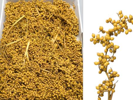 Canella medi gefärbt maisgelb L20cm