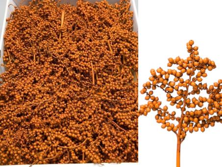 Canella medi gefärbt orange L20cm
