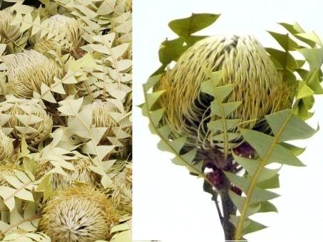 Banksia Baxteri Originalkarton  D8-9 L40cm