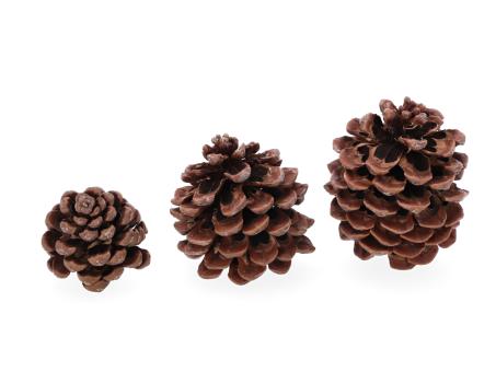 Zapfen Pinus Pinea groß natur H15 D12cm