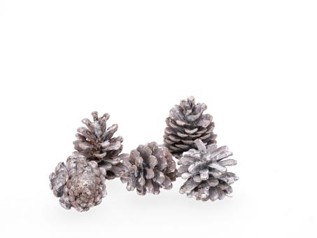 Zapfen Pinus Nigra (Schwarzkiefer) 10kg white washed D6-7 H7-8cm