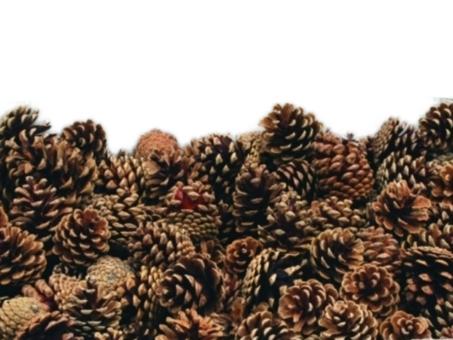 Zapfen Pinus Nigra (Schwarzkiefer) 10kg natur D6-7 H7-8cm