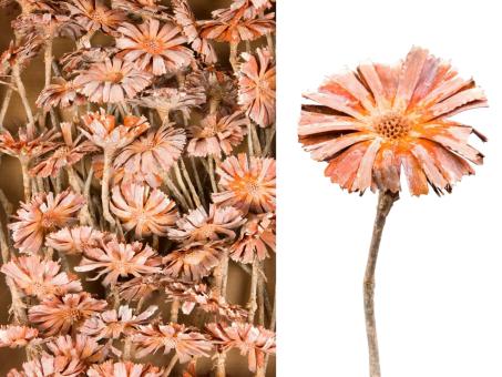 Protea geschnitten medi orange washed D8 L20-25cm