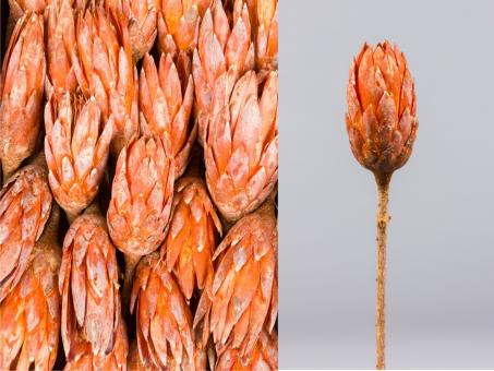Protea Repens extra orange washed  D5 H10-12 L25-30cm
