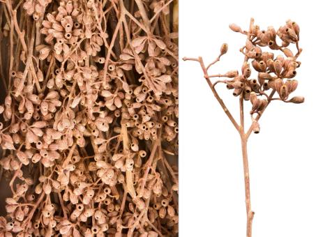 Eucalyptus Rispe orange washed L40-50cm