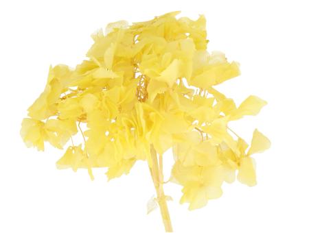 Hortensien präpariert gelb limette 10-15St/Karton D10-20cm