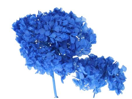 Hortensien präpariert brombeer 10-15St/Karton blau D10-20cm