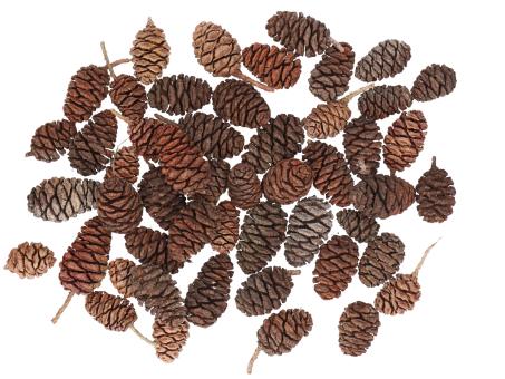 Zapfen Sequoia Mammutbaum 50St/Poly natur L5-7 D3-5cm