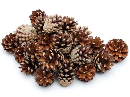 Zapfen Kiefer (Silvesters) 5kg natur B3-4 H4-5cm