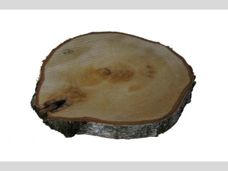 Baumscheibe Birke mit Rinde natur D25-30cm   