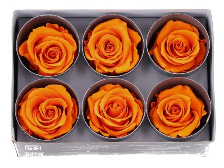 Rosenkopf stabilisiert orange D5-5,5cm