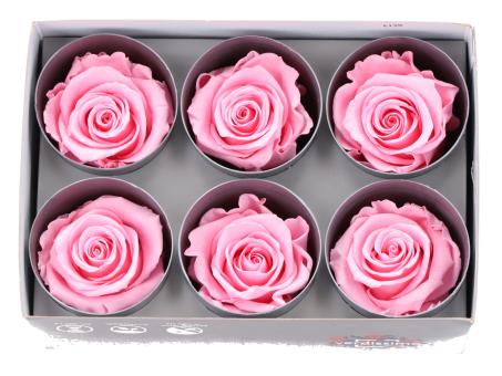 Rosenkopf stabilisiert rosa hell 