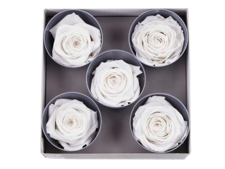 Rosenkopf stabilisiert Queen weiss D6,3-7,3cm