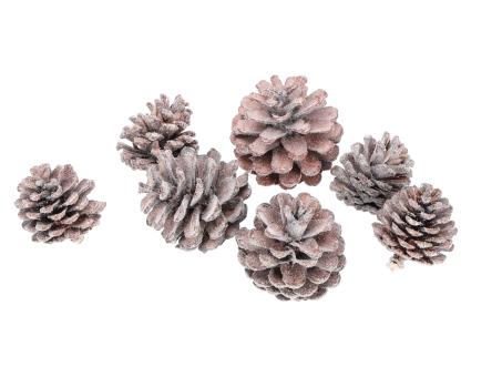 Zapfen Blue Pine natur-glitter   D5-6 H6-7cm