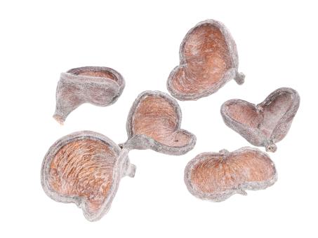 Badam lose natur-glitter   D8-10 H7-9cm