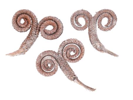 Palmale natur-glitter   B12-15 L15-20cm