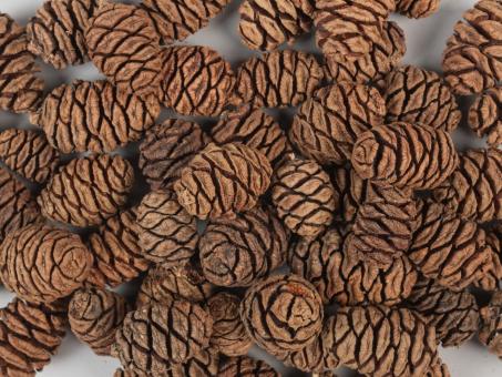 Zapfen Sequoia Mammutbaum 1kg/Bt natur L5-7 D3-5cm