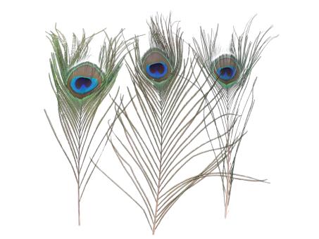 Pfauenfeder L75-90cm L75-90cm