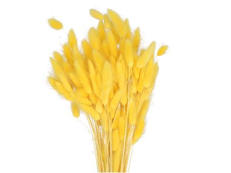 Lagurus ca. 100gr/Bd gelb L50cm