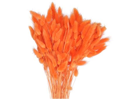 Lagurus ca. 100gr/Bd orange L50cm