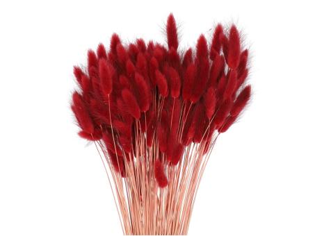 Lagurus ca. 100gr/Bd bordo L50cm