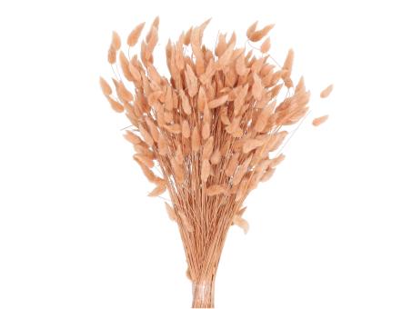Lagurus ca. 100gr/Bd braun hell L50cm