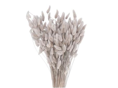 Lagurus ca. 100gr/Bd grün taupe L50cm