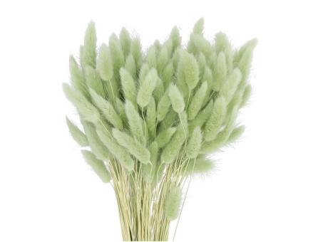 Lagurus ca. 100gr/Bd grün mint L50cm