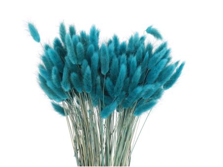 Lagurus ca. 100gr/Bd petrol L50cm