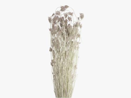 Fenchel Wild gebleicht ca. 300gr/Bd   L70cm