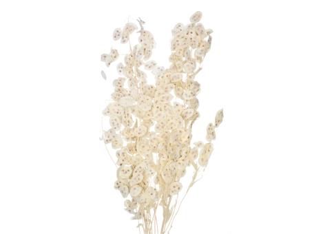 Lunaria Soft 100gr gebleicht   L100cm