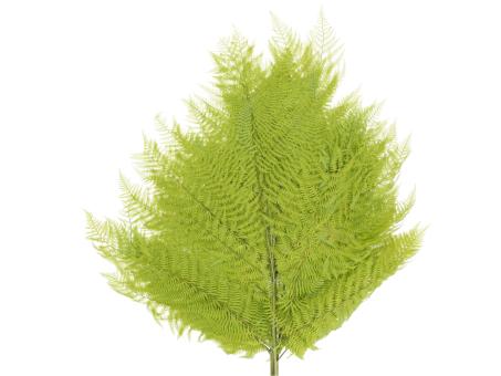 Bracken Farn präpariert 10St grün oliv L60cm