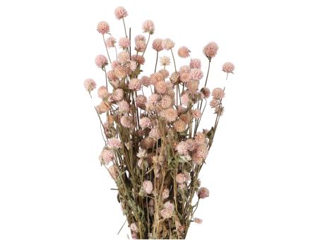 Gomphrena 90gr/Bd naturrosa   L50cm