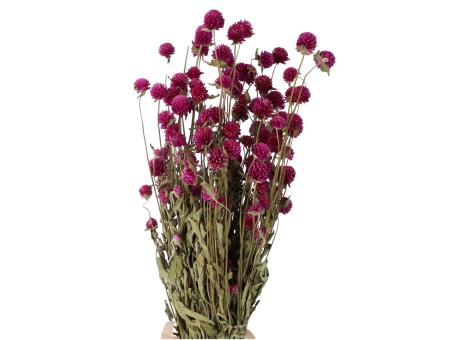 Gomphrena 90gr/Bd naturpink   L50cm