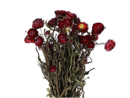 Helichrysum (Strohblume) naturrot   L50cm