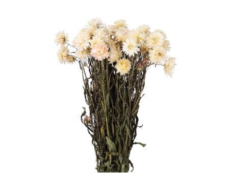 Helichrysum (Strohblume) naturweiß  L50cm
