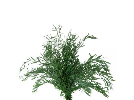 Eucalyptus Nicoly präpariert 160gr/Bd L40-80cm