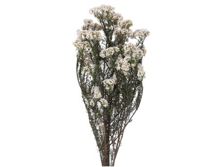 Helichrysum Diosmi 100gr/Bd naturweiss   L60cm