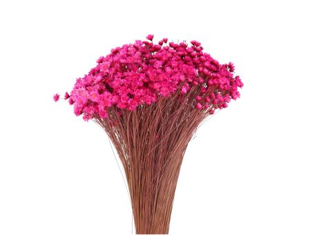 Glixia extra cyclam ca. 100gr/Bd L40-50cm
