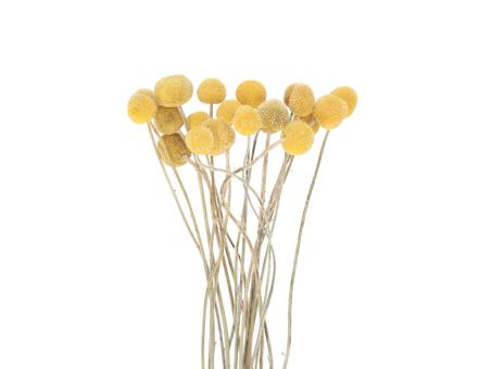 Craspedia 10St/Bd naturgelb  L50-60cm