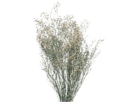 Gypsophila Rose ca. 60-70gr. naturweiss L50-60cm