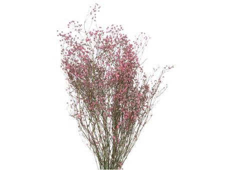 Gypsophila Rose ca. 60-70gr. rosa   L50-60cm